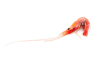 Shrimp