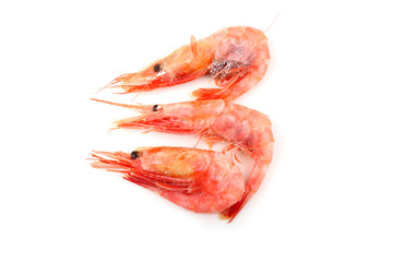 Shrimps