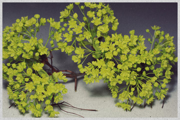 Photo of maple flowers.Spring flowers.Vintage style.