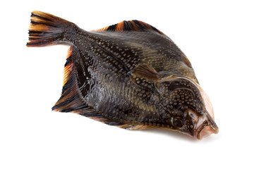 Starry flounder (emery wheel, long-nosed flounder,  grindstone)