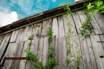 old wooden house with green leaves