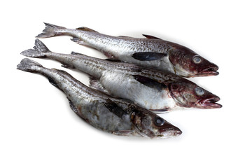Alaska pollock