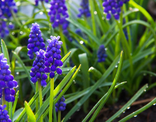 Beautiful spring landscape with blue Muscari flowers. Muscari armeniacum background. Blue flowers blooming in the garden, selective focus, macro.  Summer meadow with purple bell-shaped Muscari flowers