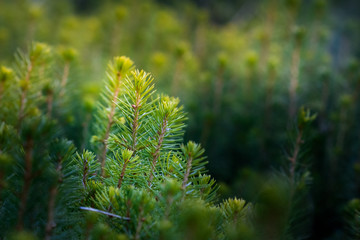 spruce plantation with blurry background