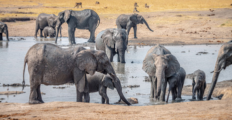 Obraz premium Group of Elephants at the Kruger National Park, South Africa