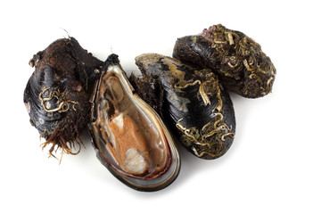 Mussels