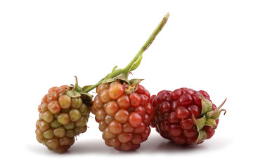 Unripe blackberries