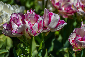 Beautiful colorful flowers in the garden.