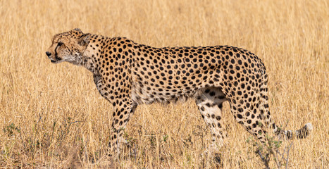 Relaxing Cheetah in the Kruger National Park, South Africa
