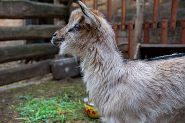 Naklejka premium Cute little goatlings