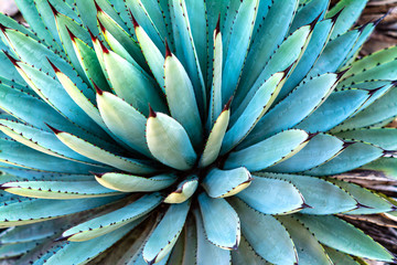 Oaxaca Plants