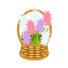 Hyacinth bouqet in basket wicker with a vine. Pink, blue and violet flowers art design elements object isolated stock vector illustration for web, for print