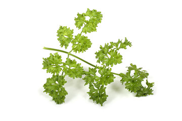 Fototapeta premium Parsley