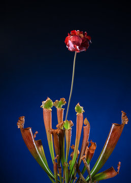 Blossom of the carnivorous plant Sarracenia with open pitcher traps