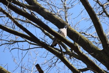 Uccello seduto su un albero