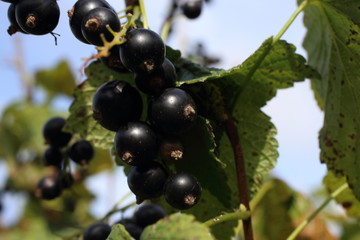 Growing black currant