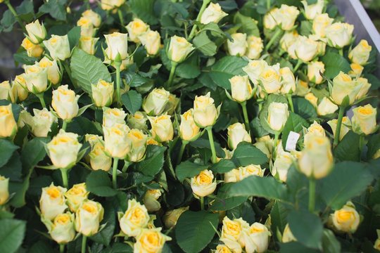 Ilios rose in the flowerbed
