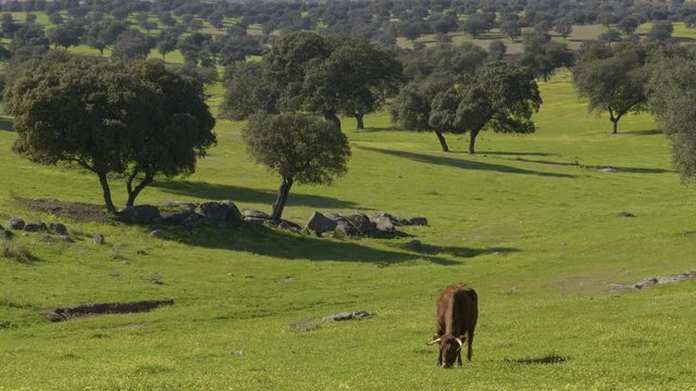 Retinta breed calves grazing in the spring of the Pedroches Valley. Limousin. Angus