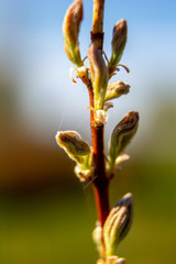 Branch with magnolia buds as background
