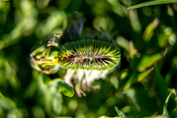 Background of dandelion bud on green grass