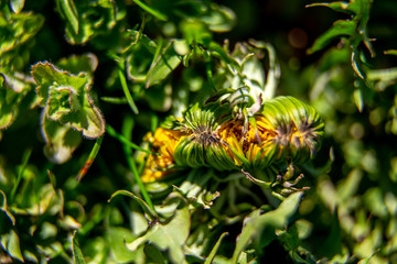 Background of dandelion bud on green grass