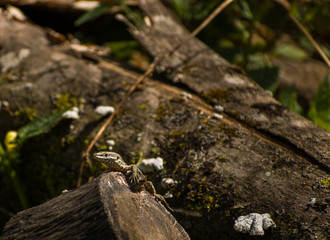 Small lizard sitting on a dead tree stomp