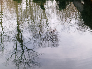 Head of swimming Earless seal over beautiful silver colored water with reflections.