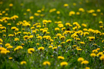 Yellow dandelions on green meadow as background