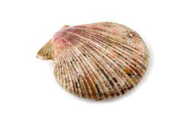 Scallop