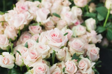 Sweet Dolomiti roses on flowerbed background