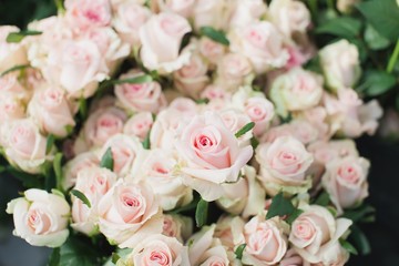 Sweet Dolomiti roses on flowerbed background