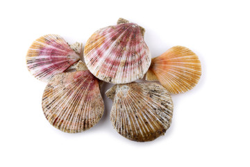 Scallops
