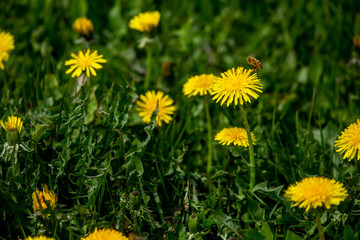 Bee on yellow dandelions in green meadow