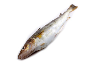 Safron cod fish