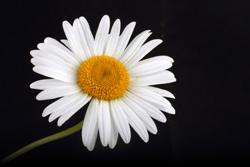 Obraz premium White chamomile on black background
