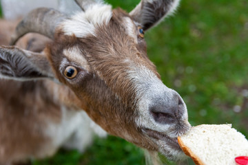 Grey goat portrait