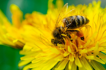 The bee collects nectar and pollen on the yellow dandelion flower