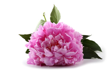 Peony flower