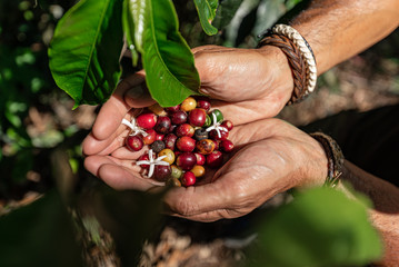 Man's hands holding flowers and coffee beans in a coffee plantation in Ecuador. - obrazy, fototapety, plakaty