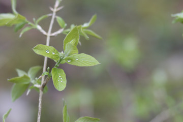 close up of a plant with dew drops
