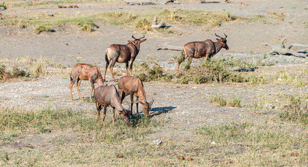 Naklejka na ściany i meble Group of Red Hartebeest in the Kruger Nation Park, South Africa