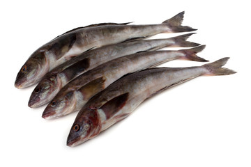 Sea bass