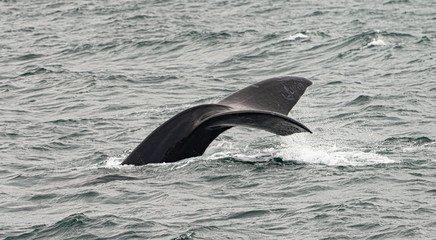 Fototapeta premium Whale watching in Hermanus, South Africa