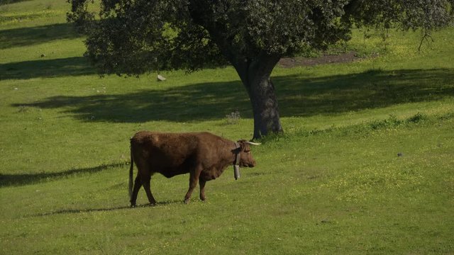 Retinta breed calves grazing in the spring of the Pedroches Valley. Limousin. Angus