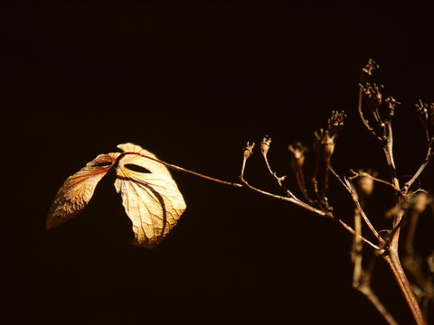 枯れ紫陽花 Images Browse 66 Stock Photos Vectors And Video Adobe Stock