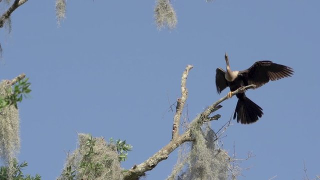 Female anhinga bird flying in slow motion into the oak trees in Orlando Florida
