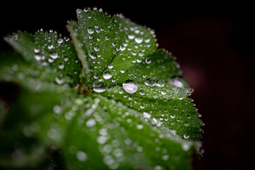 Wasserperlen auf dem gr&uuml;nen Blatt
