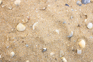 Fototapeta na wymiar Seashells on the sea sand. Copy space