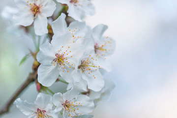 Beautiful cherry blossom against the sky