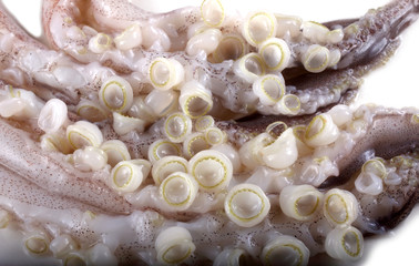 Squid tentacles